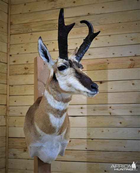 pronghorn mounts